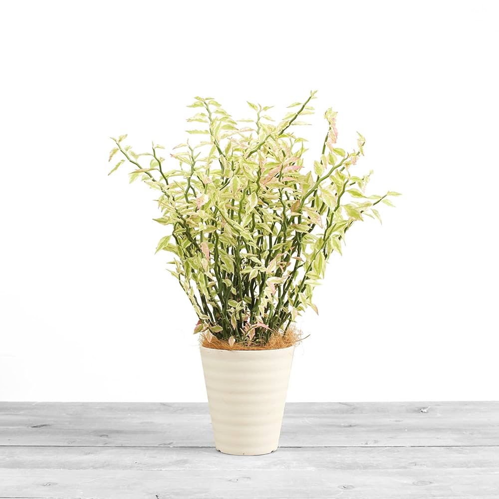 植物 Amazon｜ダイギンリュウ 7号 受け皿付 【観葉植物 本物